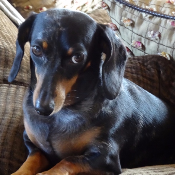 Meet your Posher - Picture 1 of 2